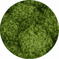 Quiet Earth Moss - Mood Moss Color Forest Green